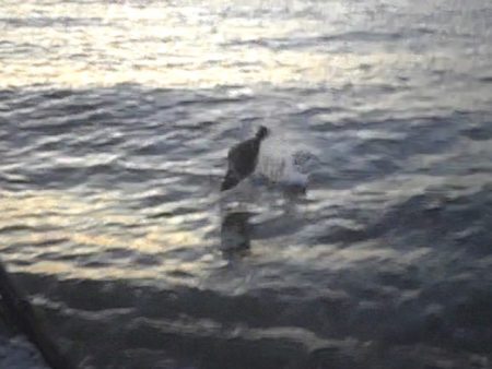 ヒラメが釣れました！